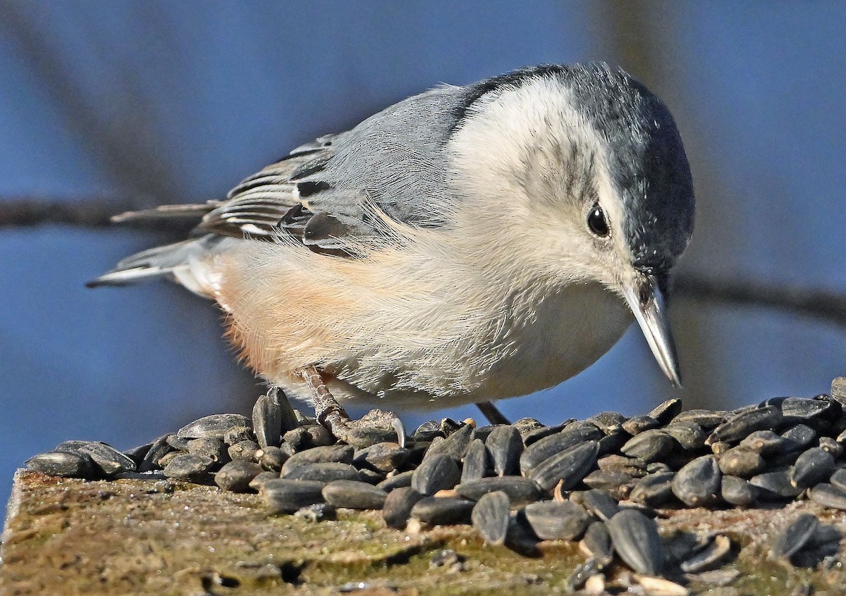 White-breasted Nuthatch - ML650629053