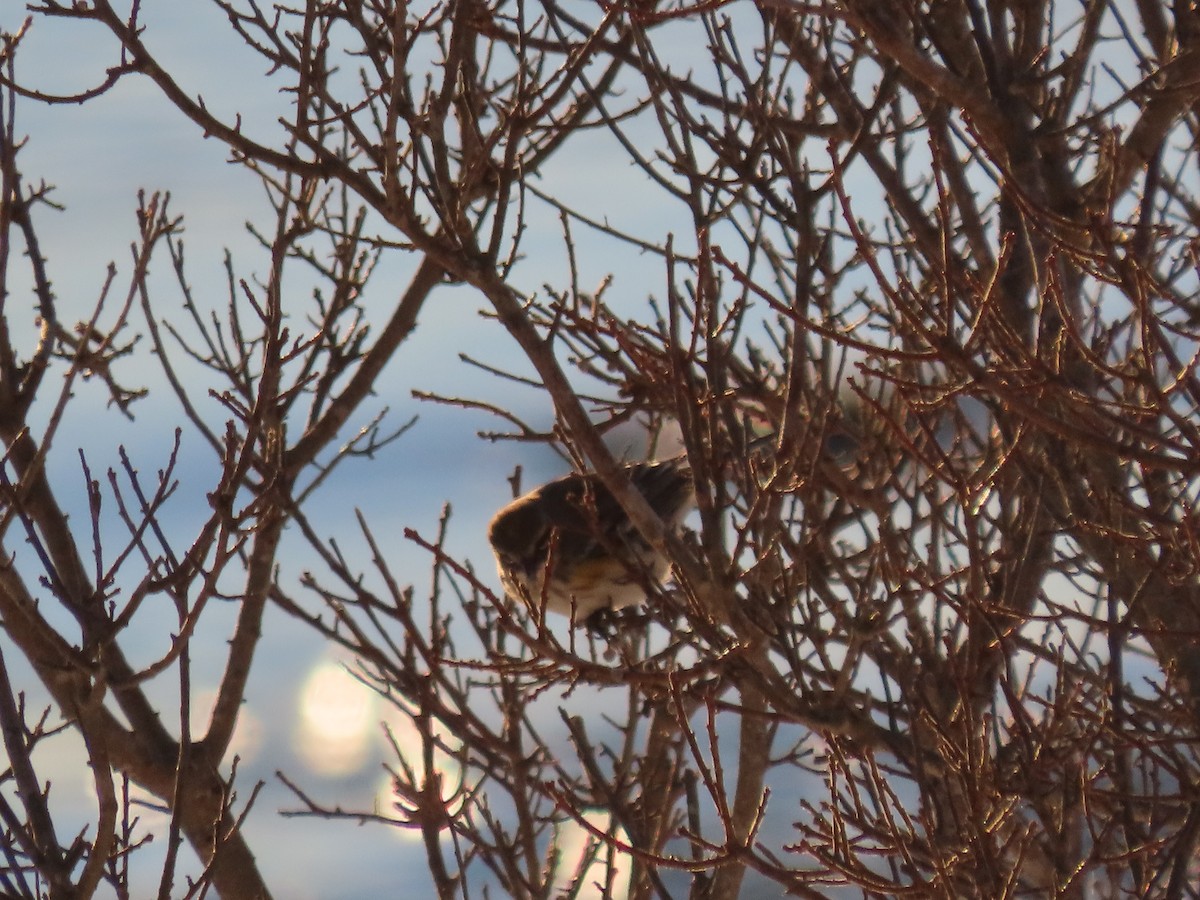 Yellow-rumped Warbler - ML650629054
