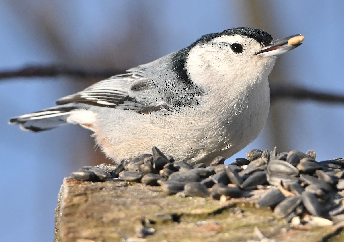 White-breasted Nuthatch - ML650629055