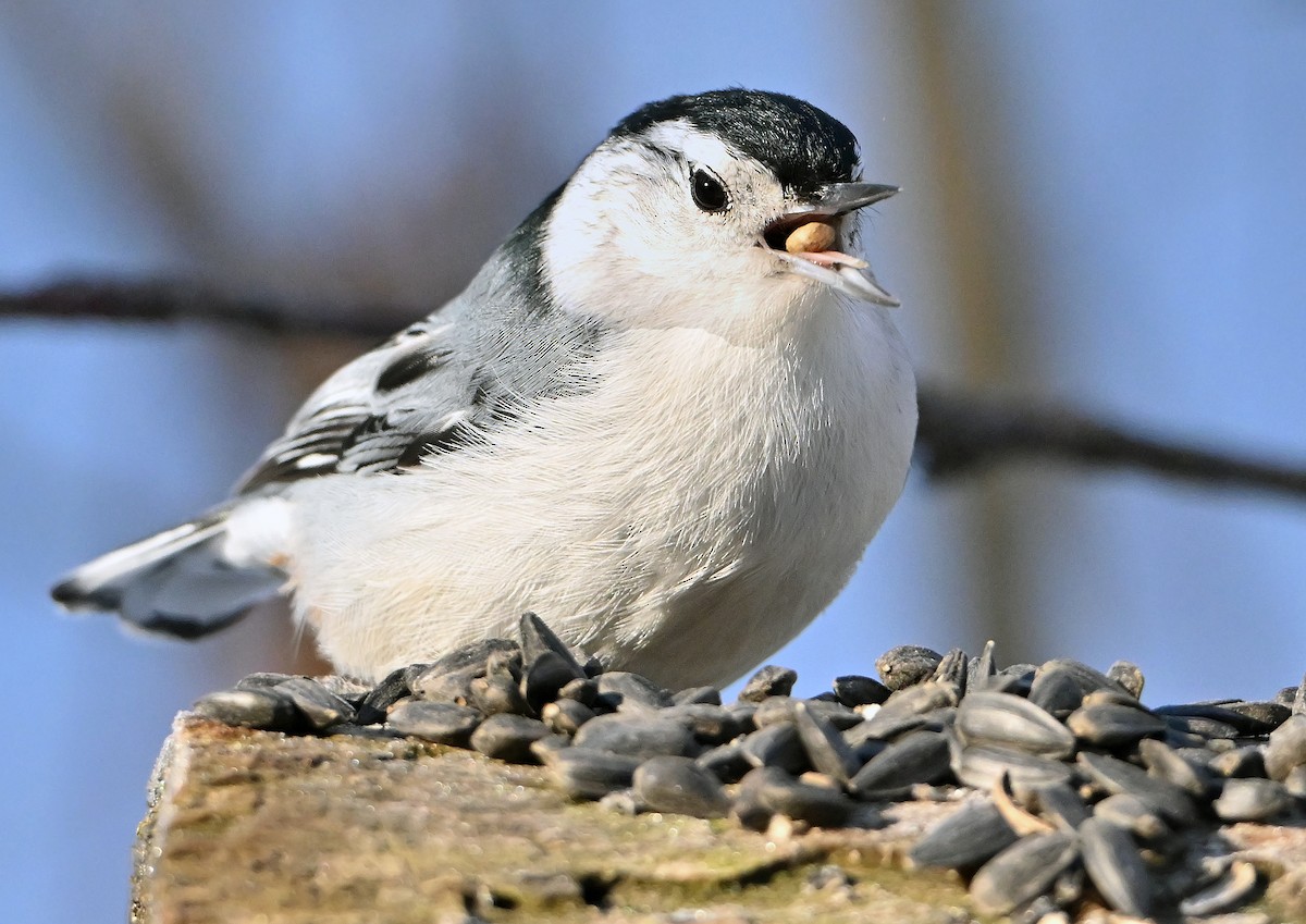 White-breasted Nuthatch - ML650629056