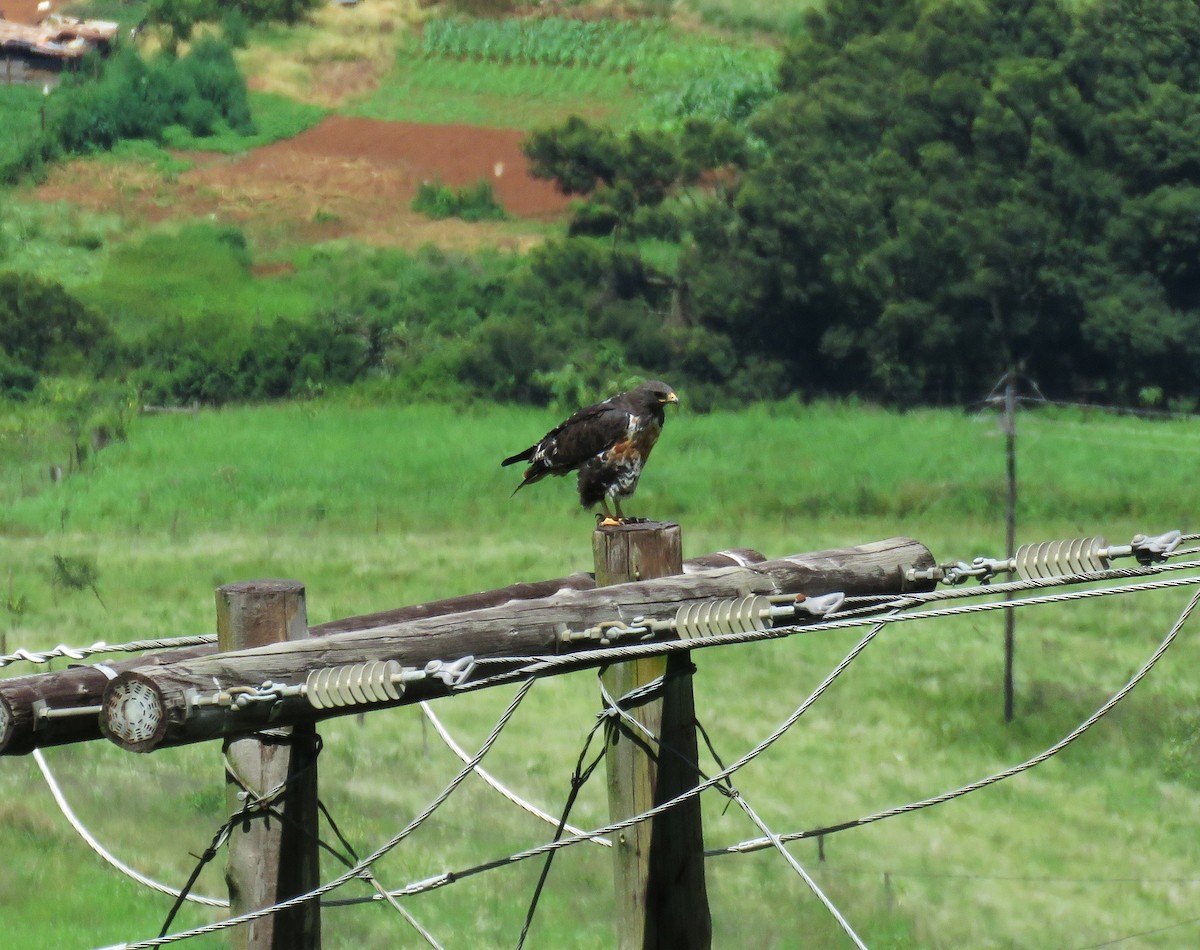 Скальный канюк - ML650629060