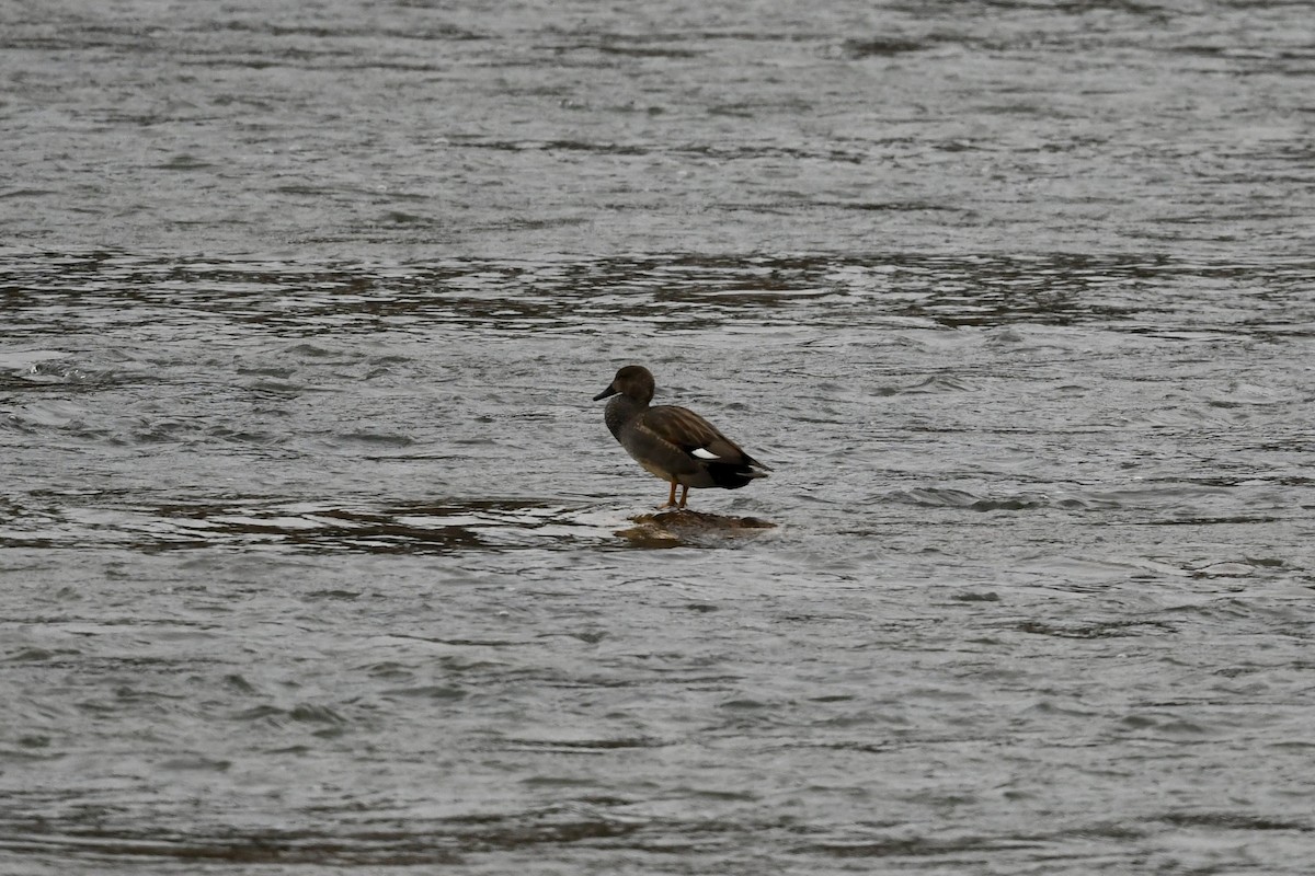 Gadwall - ML650629067