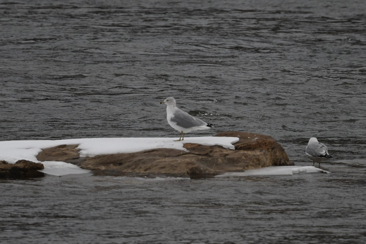 Ring-billed Gull - ML650629072