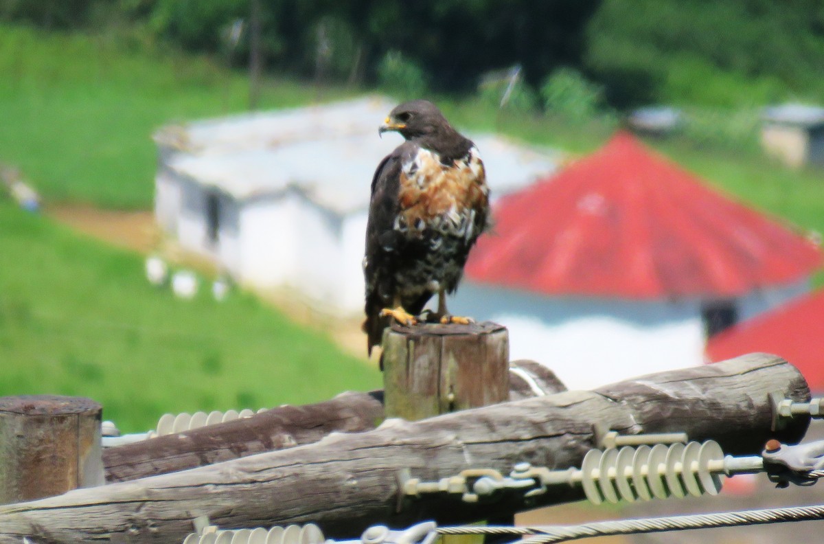 Скальный канюк - ML650629177