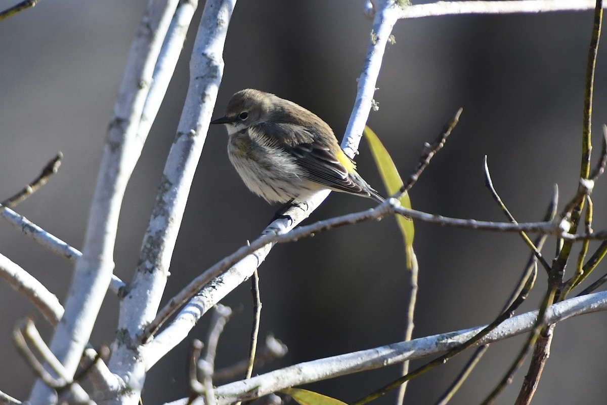 Yellow-rumped Warbler - ML650629207
