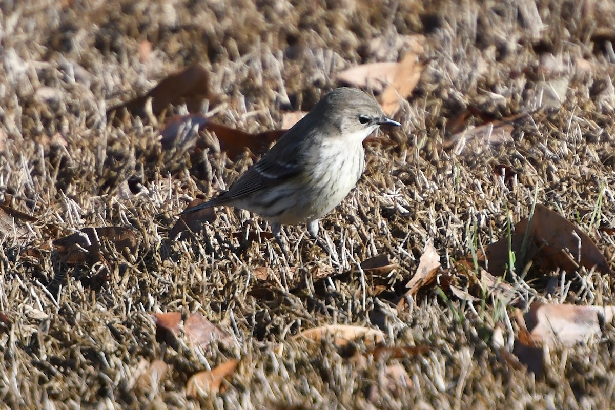 Yellow-rumped Warbler - ML650629208