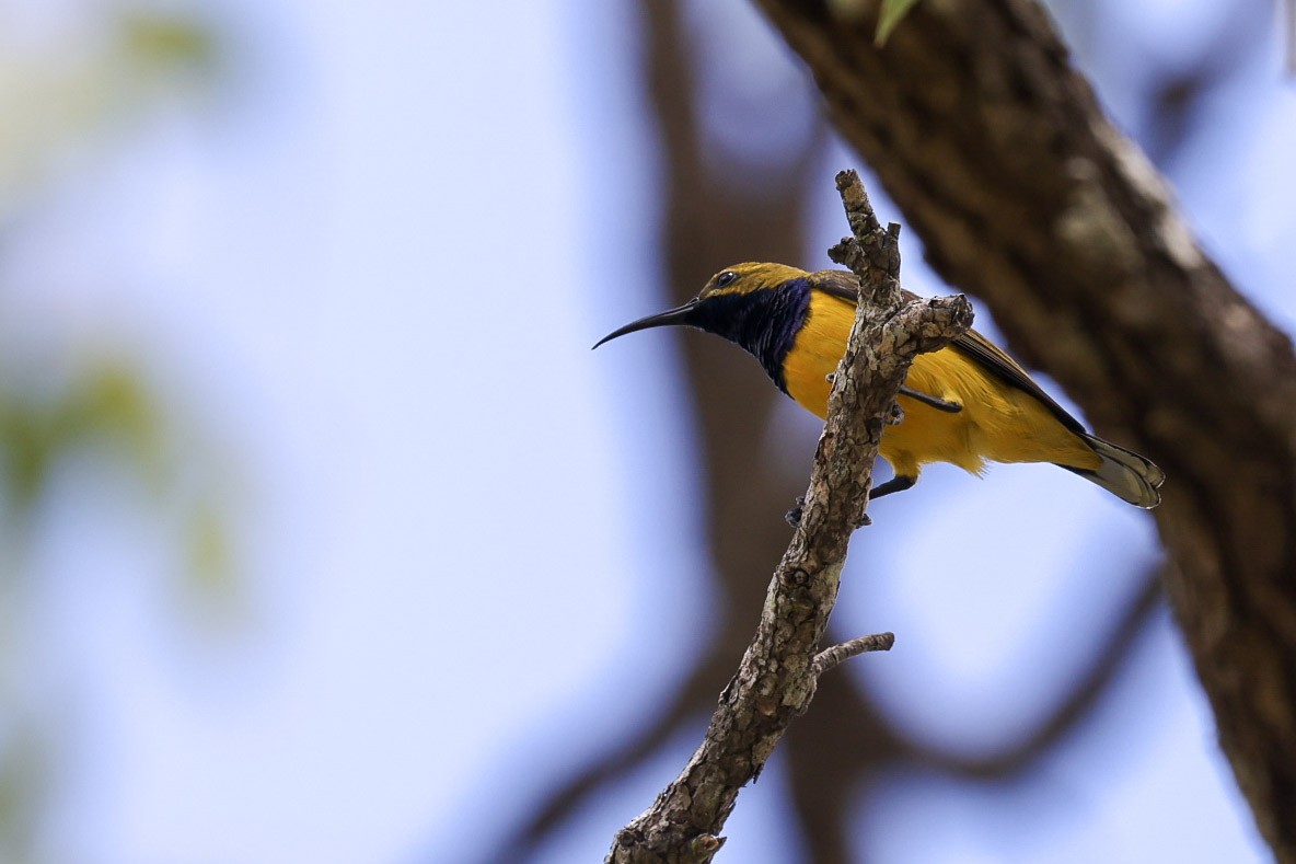 Sahul Sunbird - ML650629242