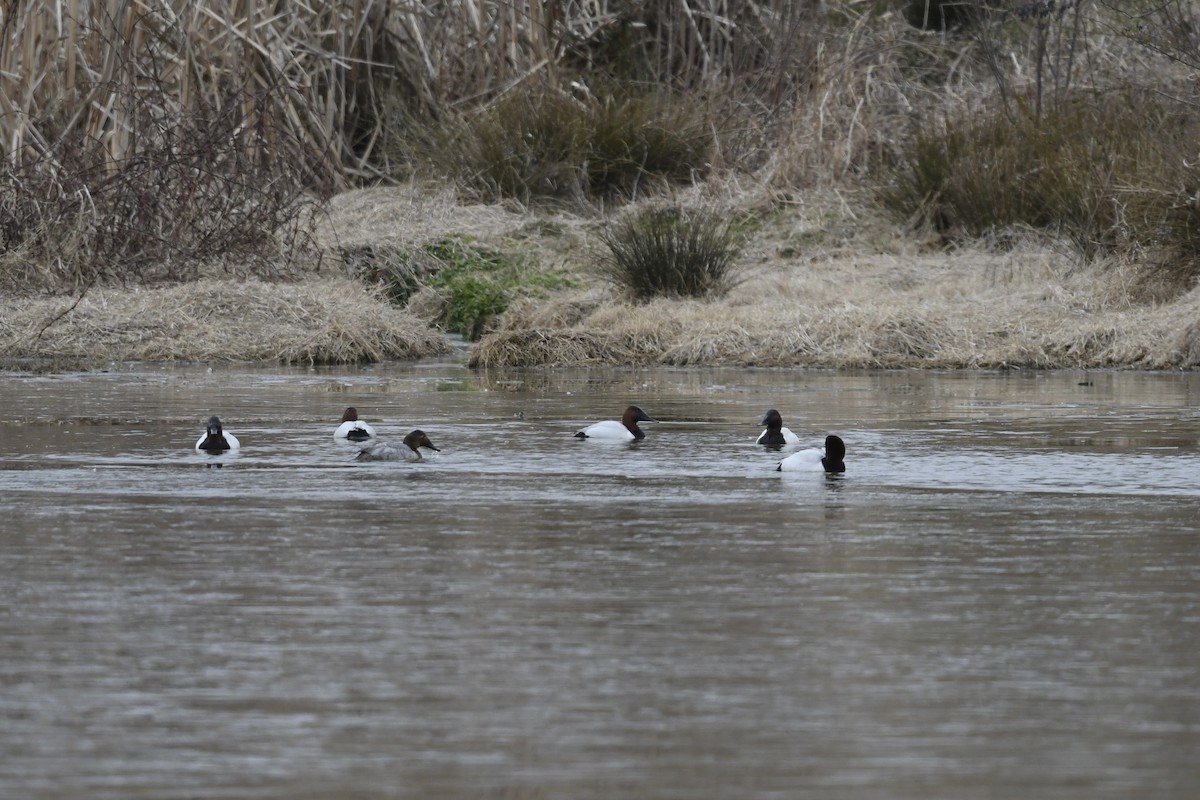 Canvasback - ML650629247