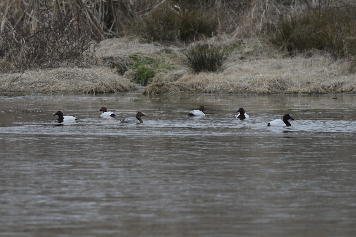 Canvasback - ML650629248