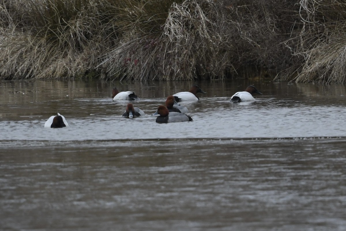 Redhead - ML650629253