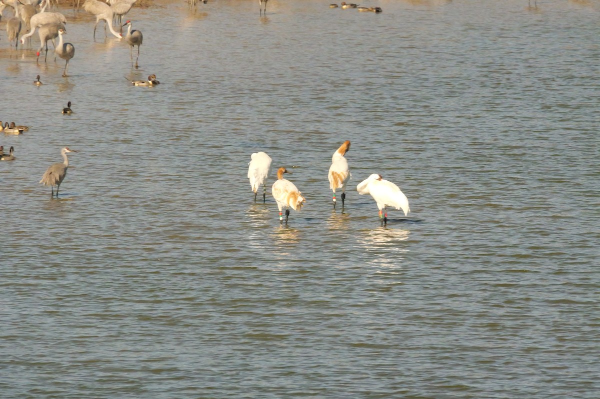 Schreikranich - ML650629254