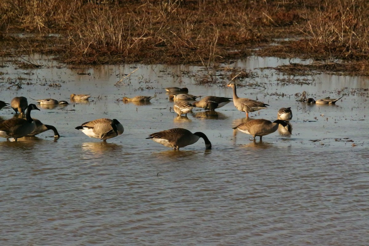 Blässgans - ML650629263