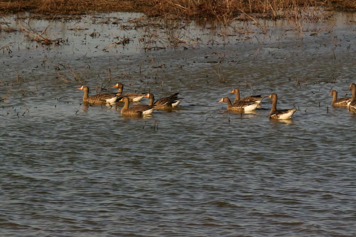 Blässgans - ML650629288