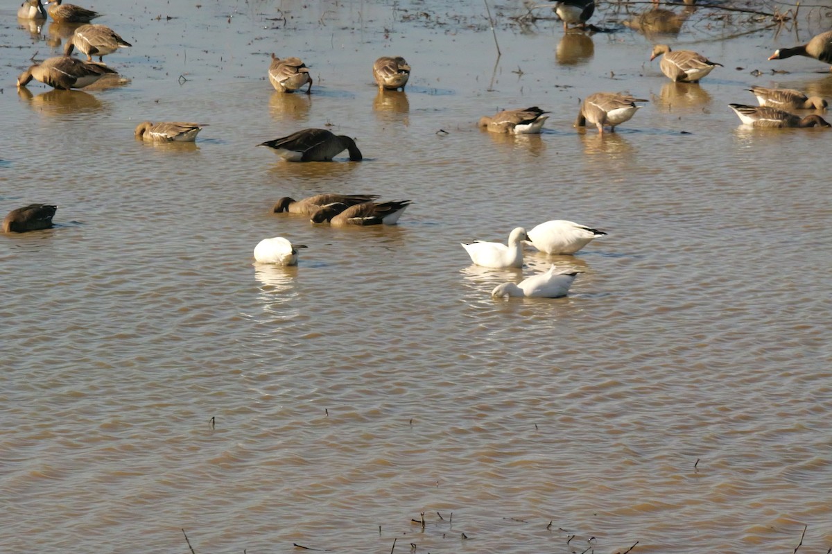 Zwergschneegans - ML650629329