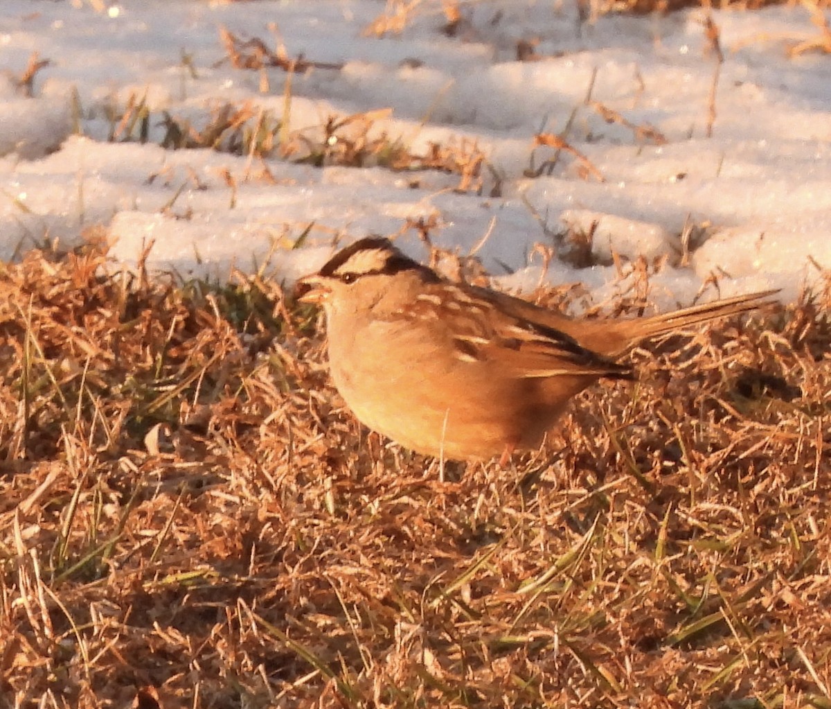 White-crowned Sparrow - ML650629402