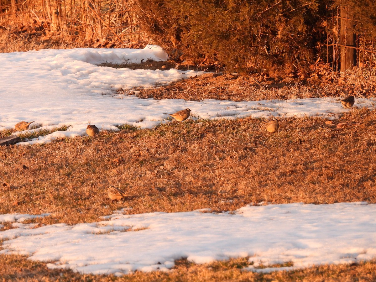 White-crowned Sparrow - ML650629403