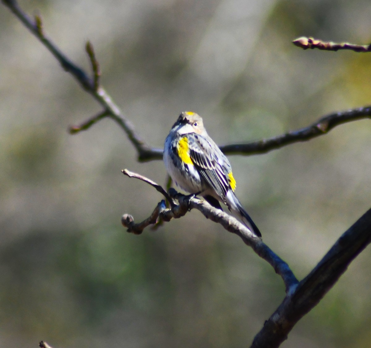 Yellow-rumped Warbler - ML650629486