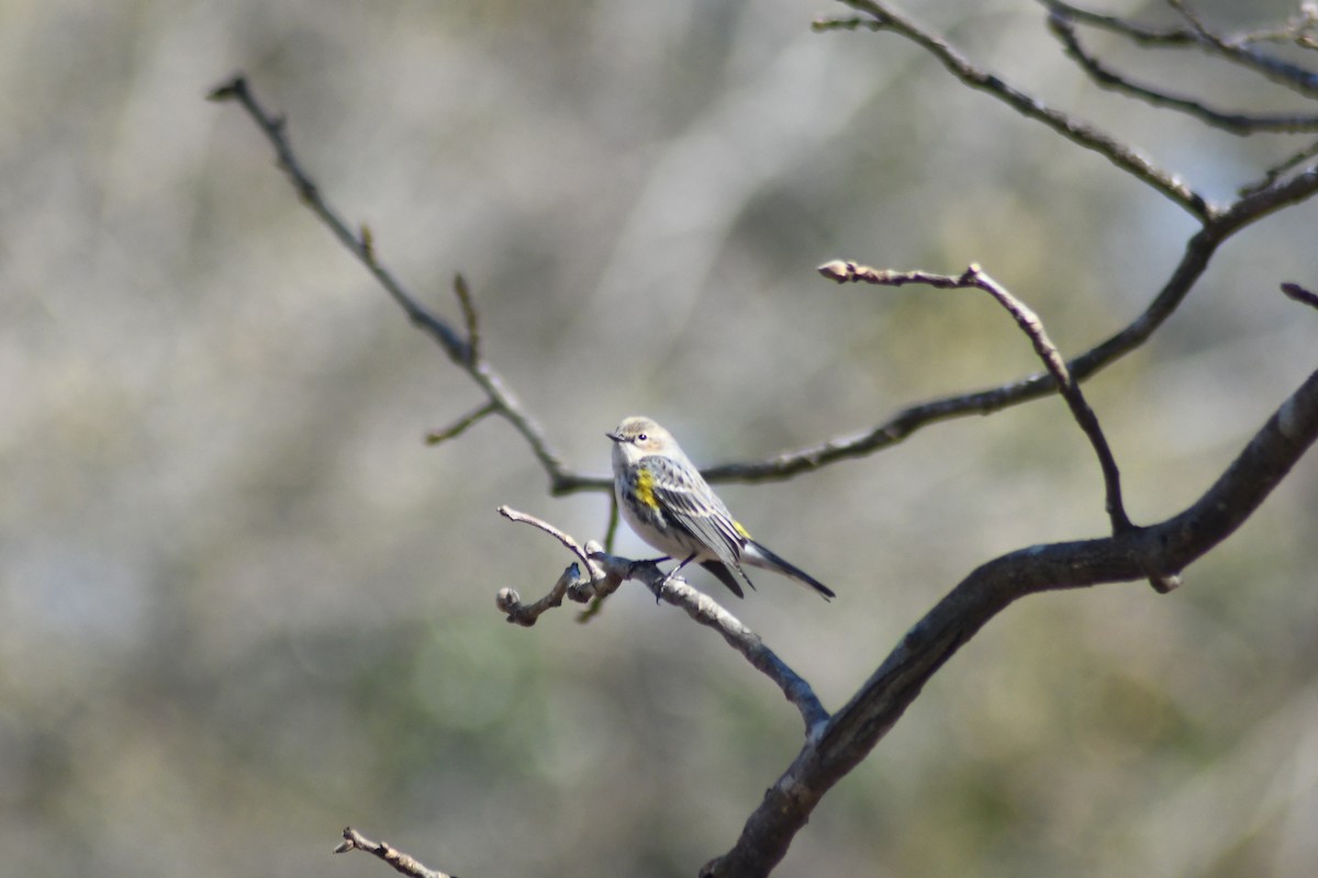 Yellow-rumped Warbler - ML650629489