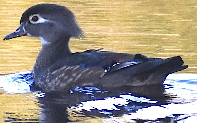 Wood Duck - ML650629678