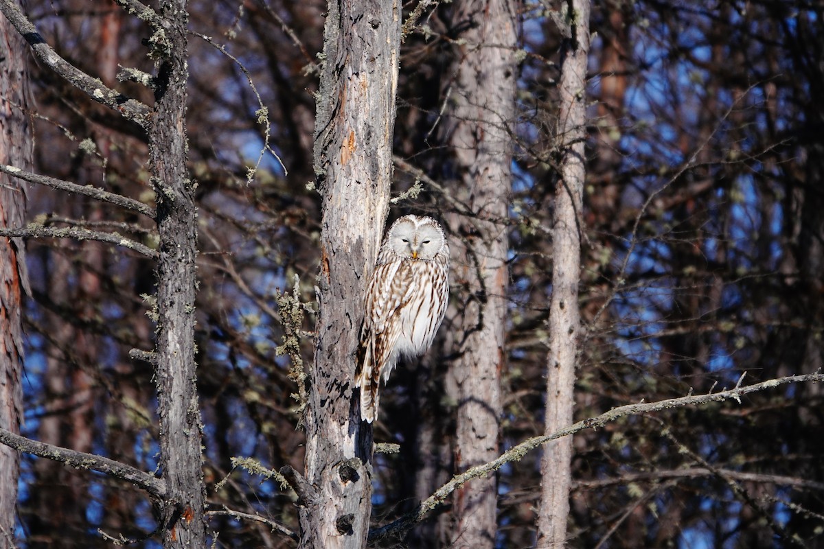 Ural Owl (Ural) - ML650629722