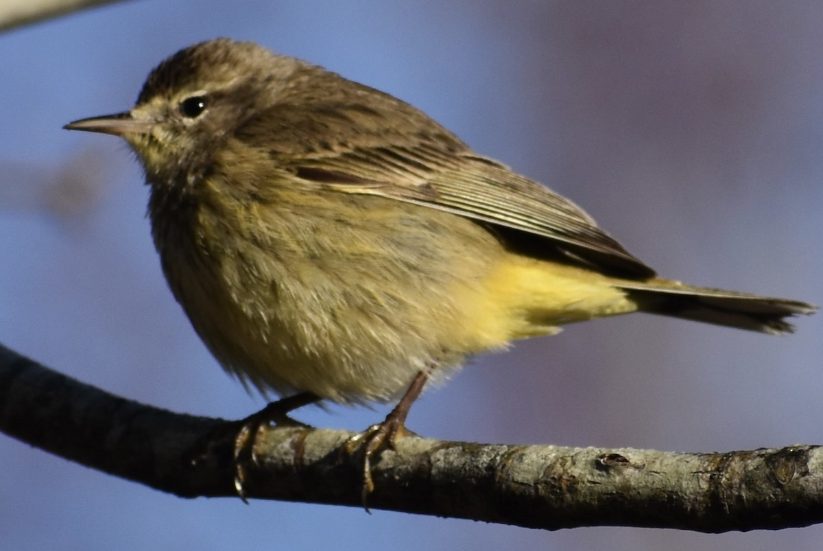 Palm Warbler - ML650629724