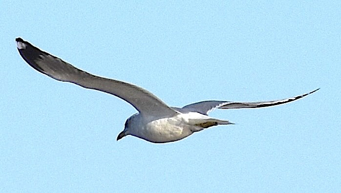 Ring-billed Gull - ML650629752