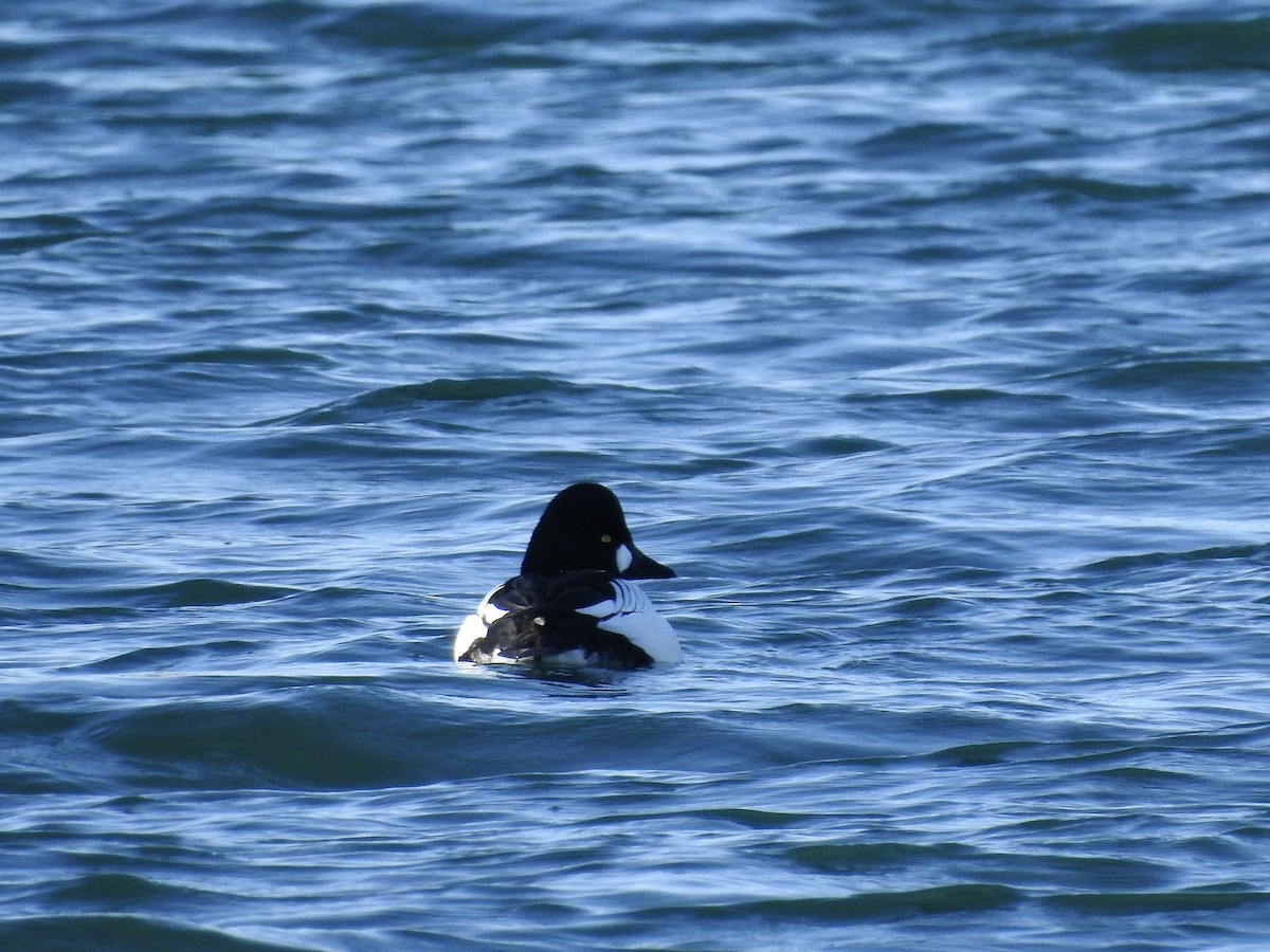 Алаг шунгаач - ML650629827