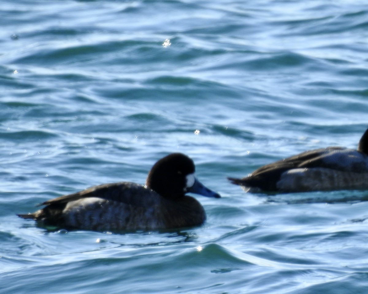 Тэнгисийн шумбуур - ML650629833