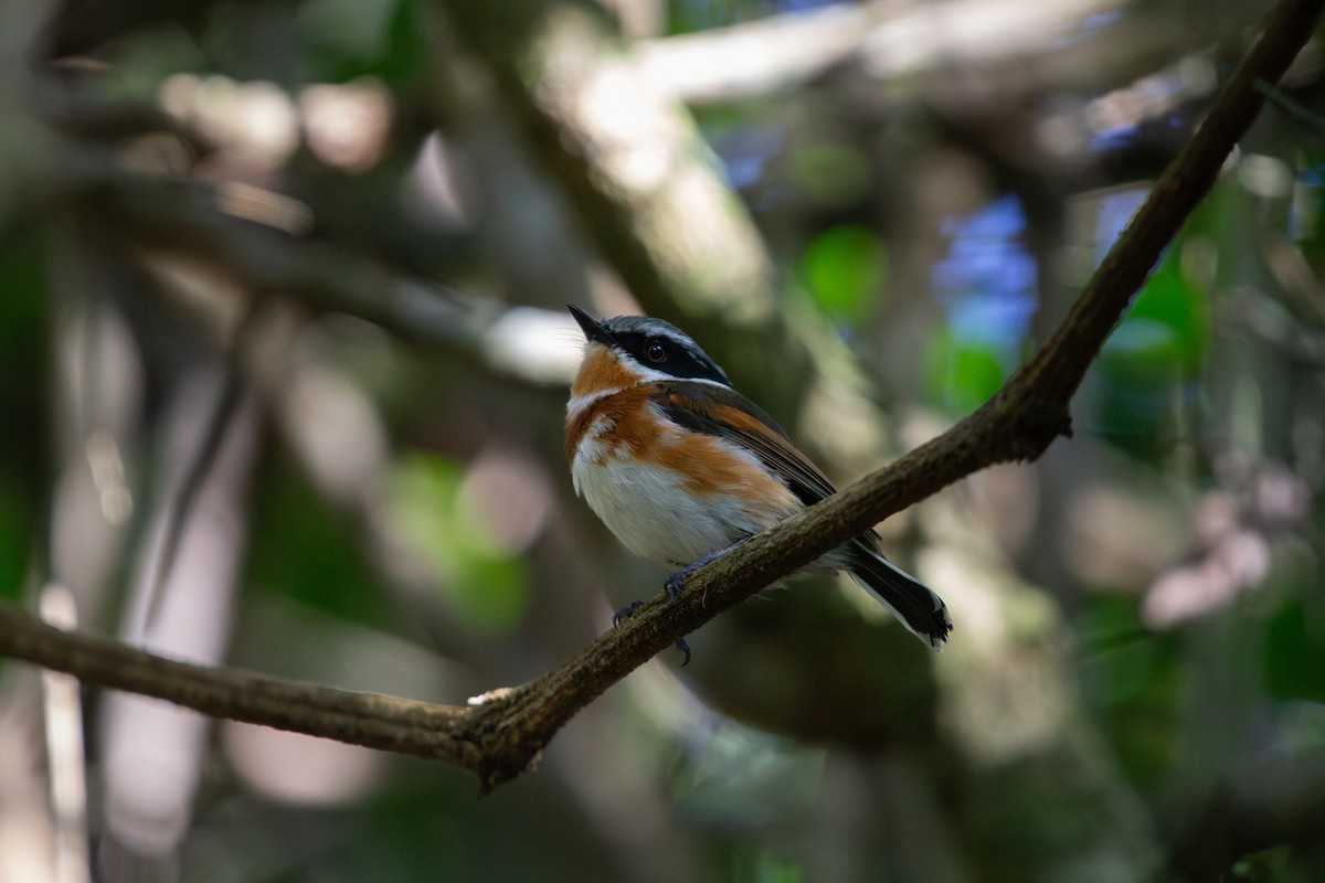 Cape Batis - ML650629893