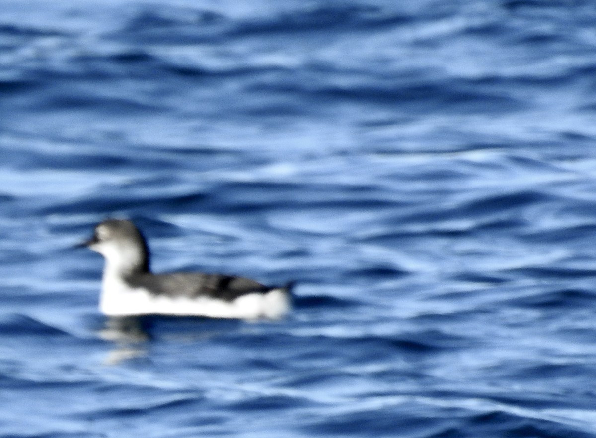 Spectacled Guillemot - ML650629922