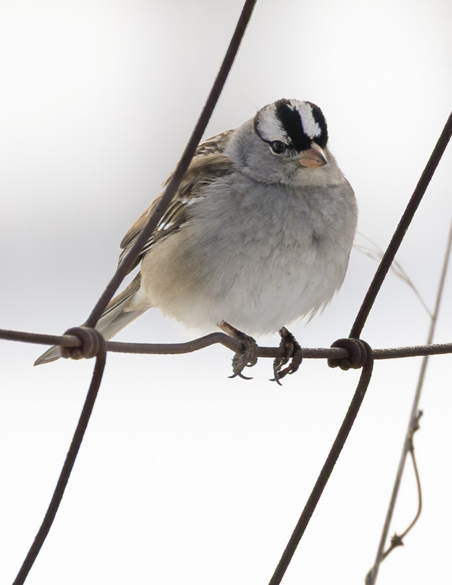 White-crowned Sparrow - ML650629976