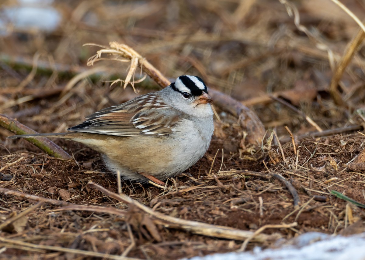 White-crowned Sparrow - ML650629977