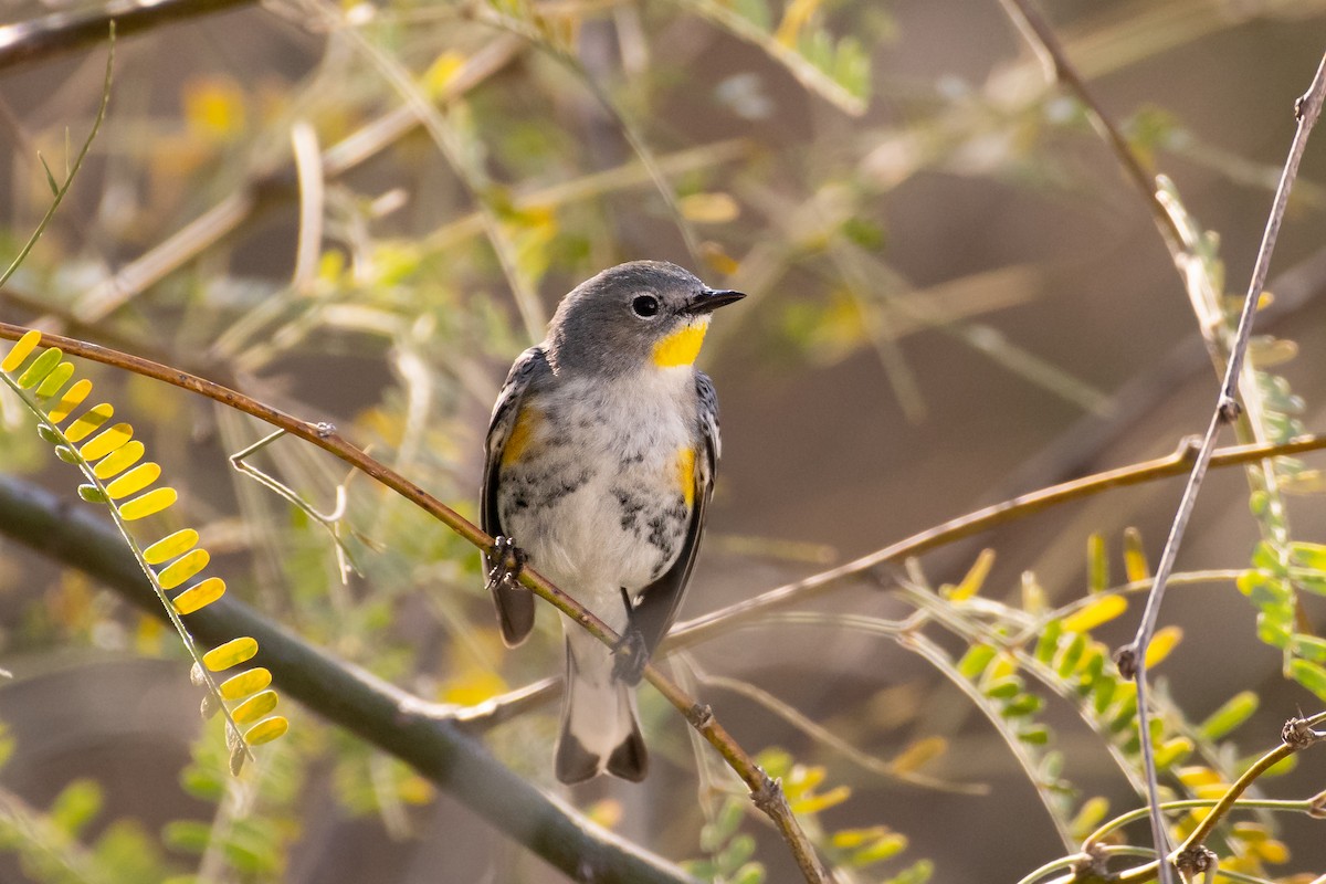 Yellow-rumped Warbler - ML650630046
