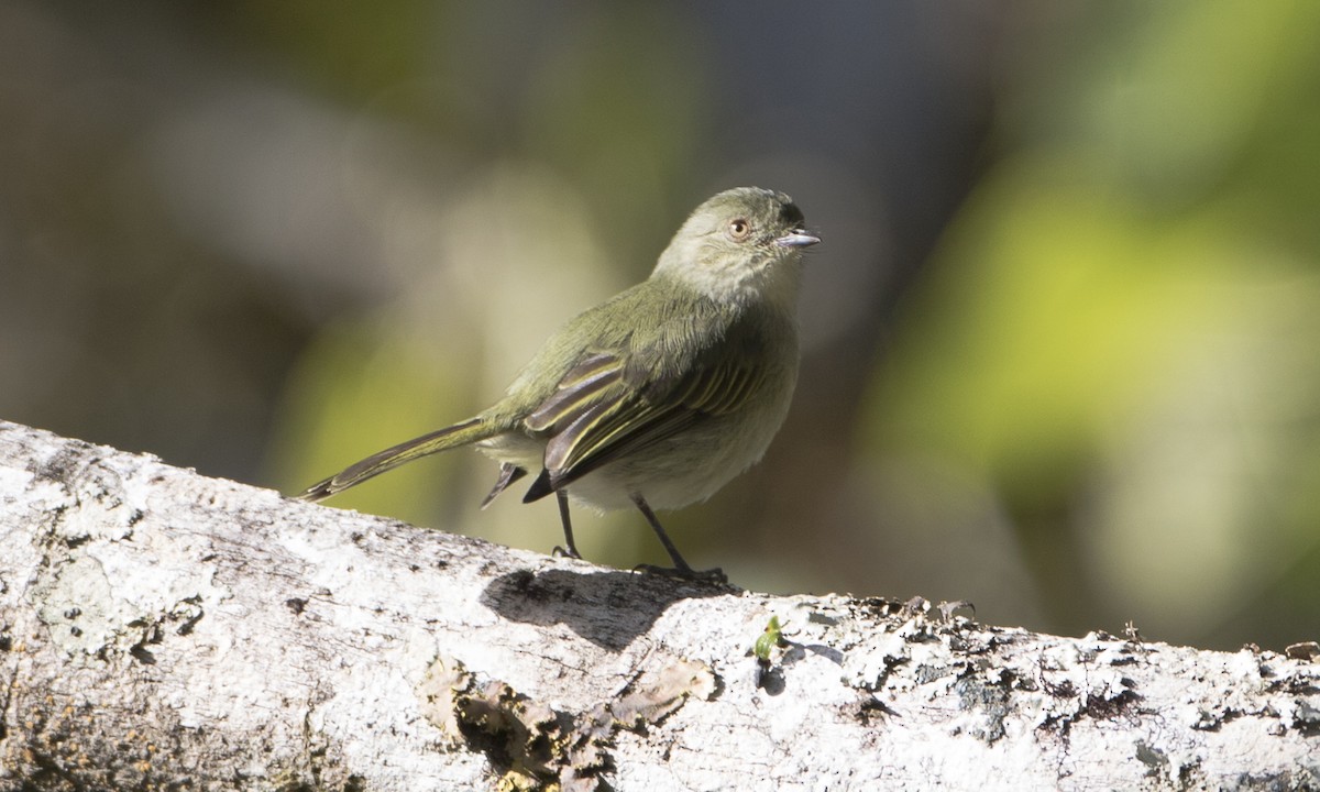 Bolivian Tyrannulet - ML65063011