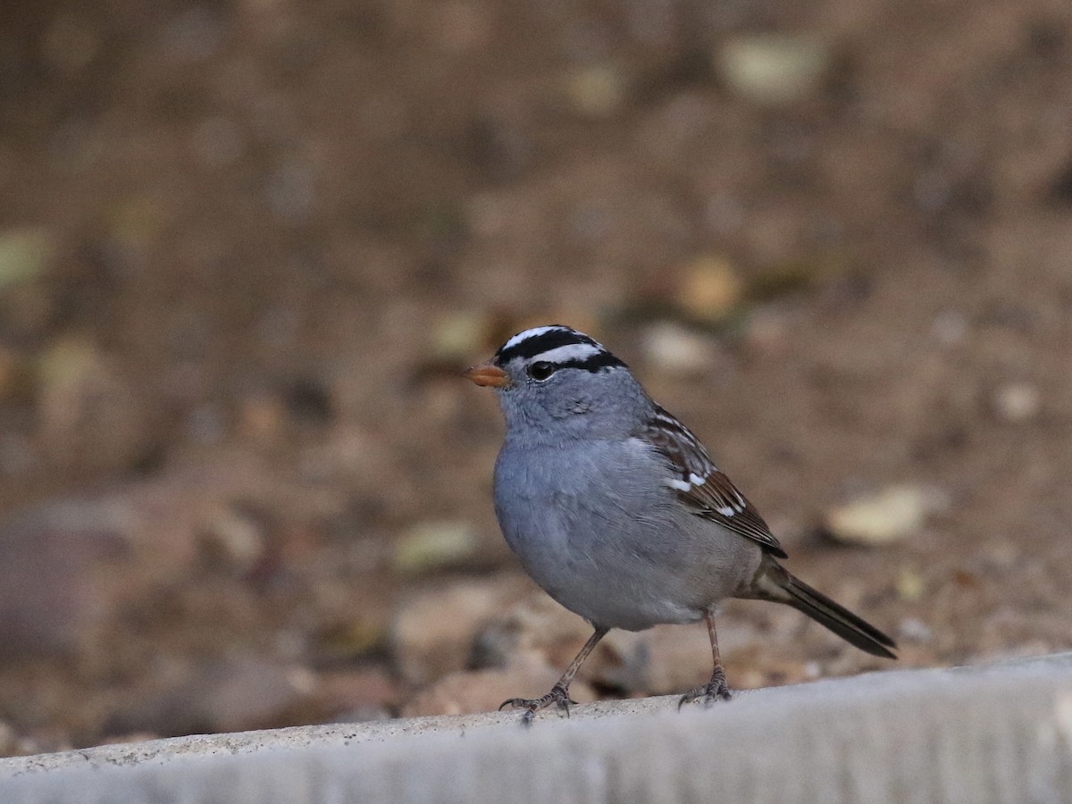 White-crowned Sparrow - ML650630123