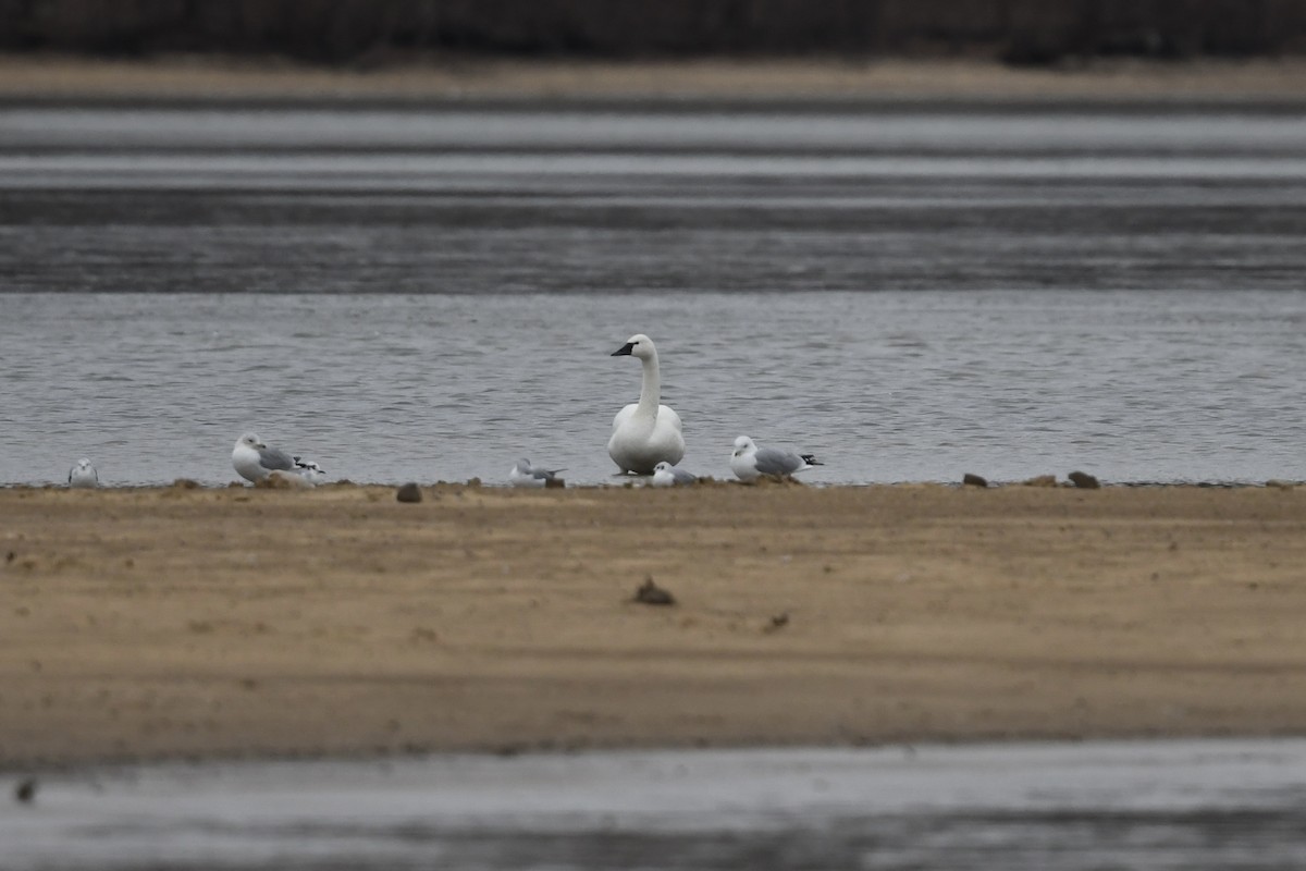 Tundra Swan - ML650630125
