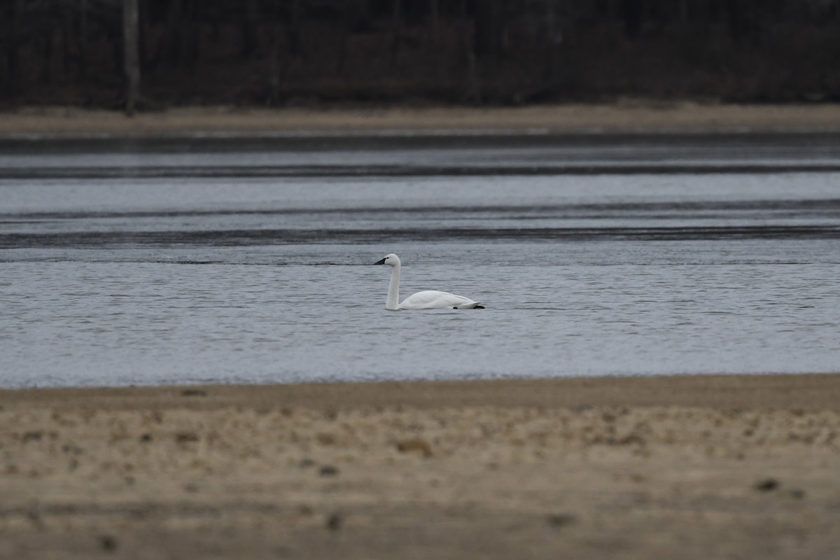 Tundra Swan - ML650630126