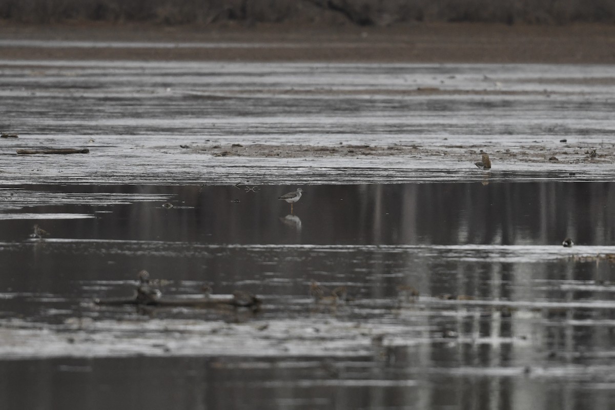 Greater Yellowlegs - ML650630146