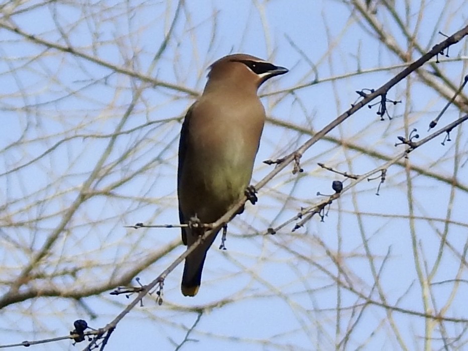 Ampelis Americano - ML650630147