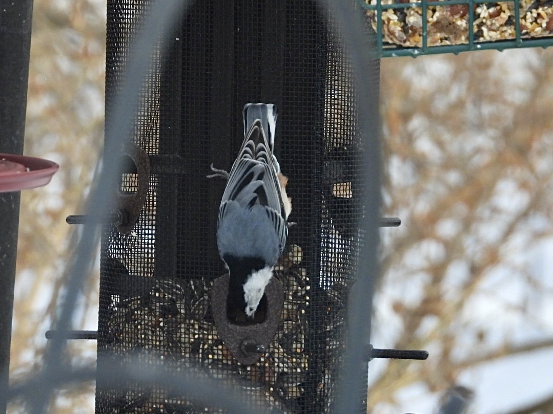 White-breasted Nuthatch - ML650630211