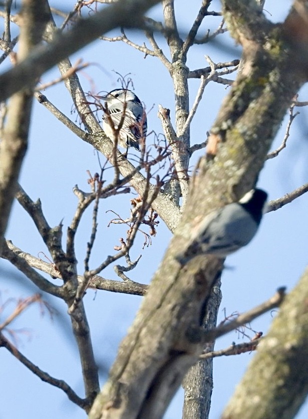 White-breasted Nuthatch - ML650630212