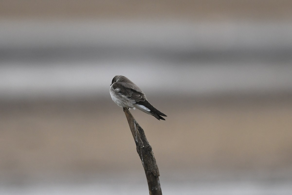 Tree Swallow - ML650630219