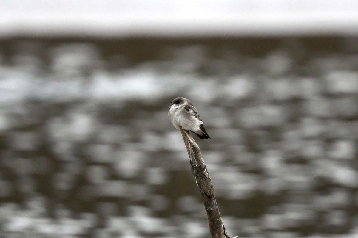 Tree Swallow - ML650630220