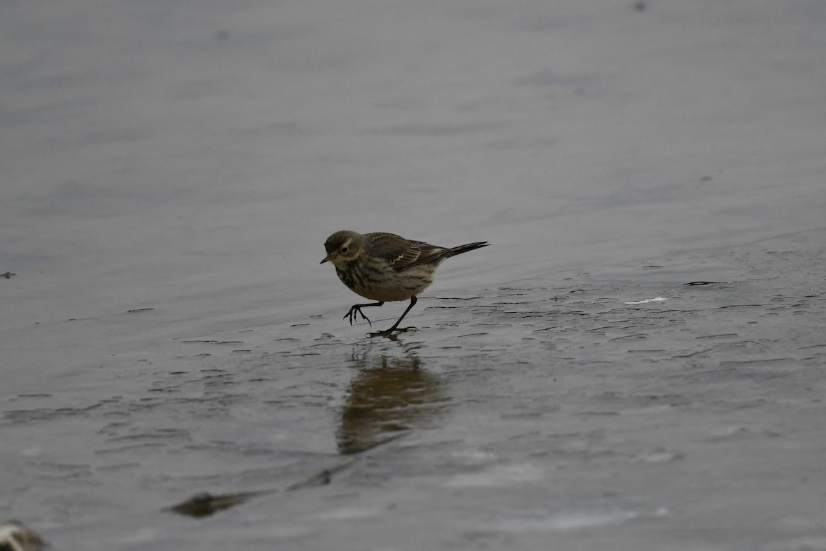 American Pipit - ML650630243