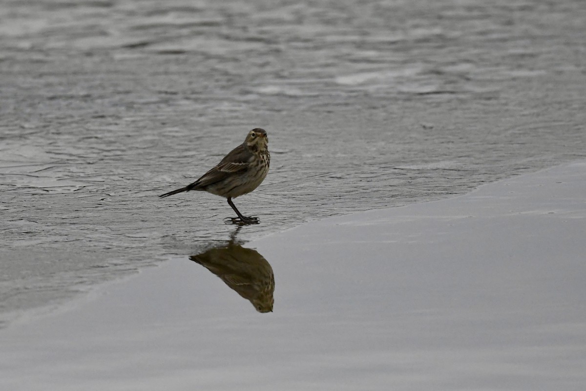 American Pipit - ML650630244
