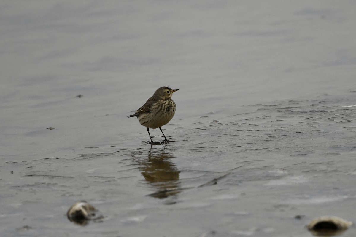 American Pipit - ML650630245