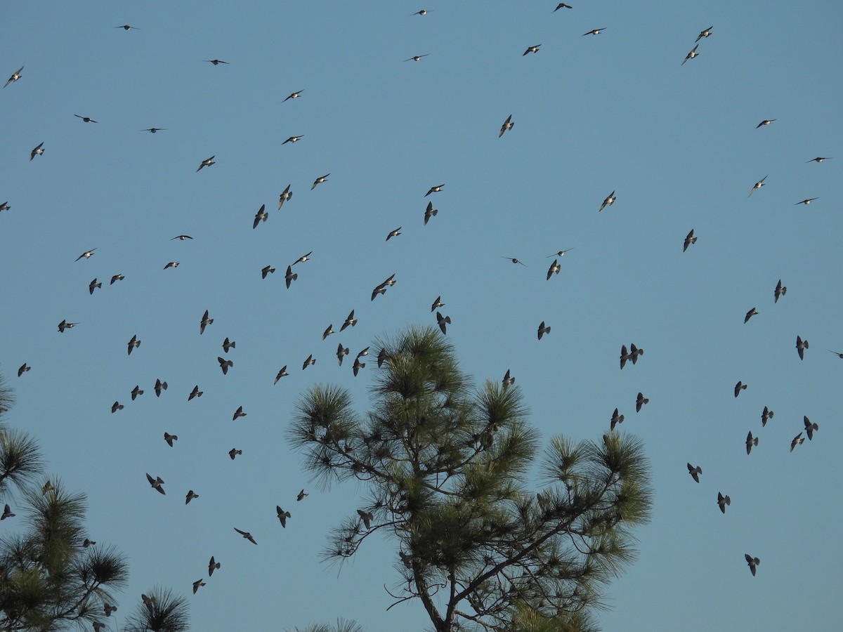 Tree Swallow - ML650630358