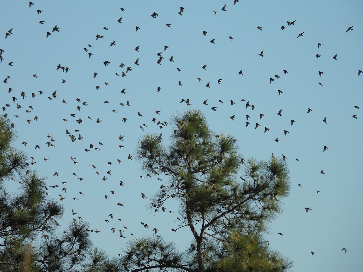 Tree Swallow - ML650630360