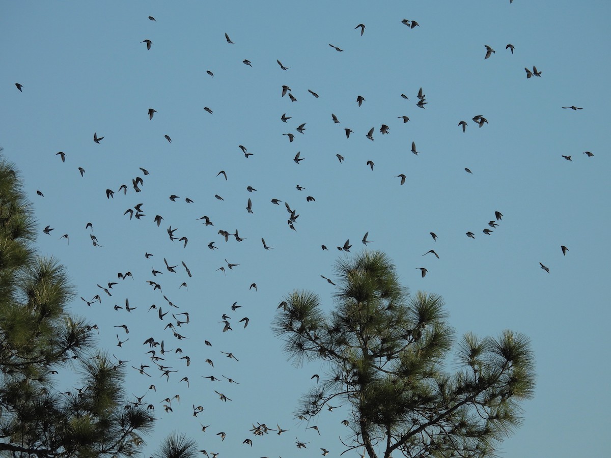 Tree Swallow - ML650630361