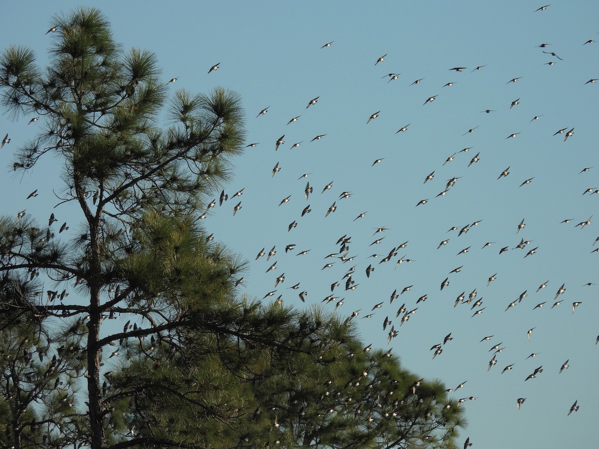 Tree Swallow - ML650630362